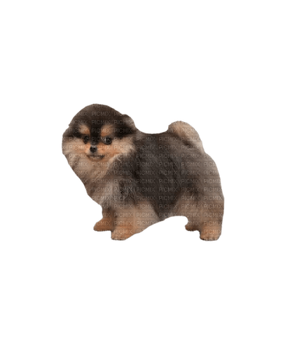 Pomeranian - PNG gratuit