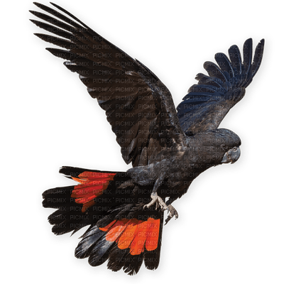 Australia birds bp - PNG gratuit