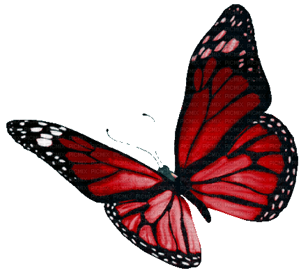  - By KittyKatLuv65, animated , butterfly , scrap ,  cute , spring , summer , red - Free animated GIF - PicMix