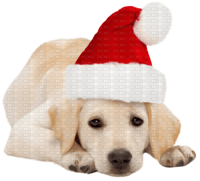 Kaz_Creations Animals Dog Christmas - png gratuito
