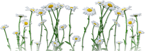 soave deco flowers floor border daisy white yellow - 免费PNG