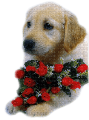 chien avec fleurs - безплатен png