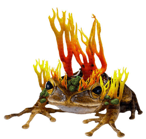 fire coral fungus frog - 免费PNG