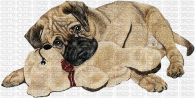 Dog & Teddy Bear - 無料のアニメーション GIF