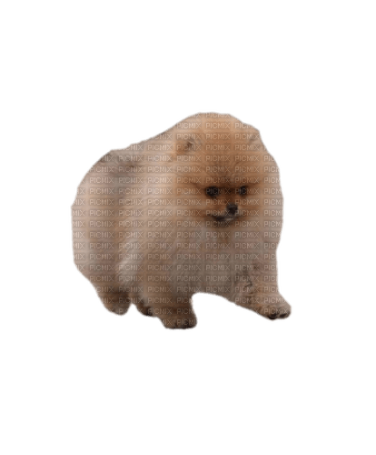 Pomeranian puppy - фрее пнг