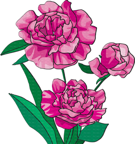 Peony Flower Red Green - Bogusia - Free PNG