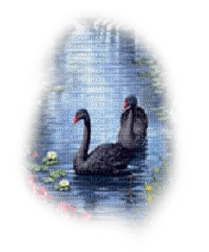 cisnes lago dubravka4 - png gratuito
