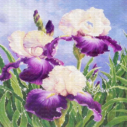 soave background animated flowers iris field - Gratis animerad GIF