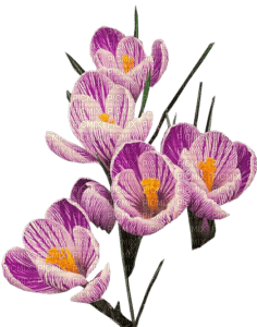 Flowers - darmowe png