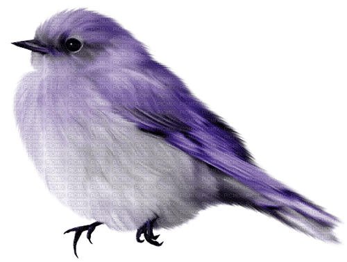 Bird.White.Black.Purple - PNG gratuit