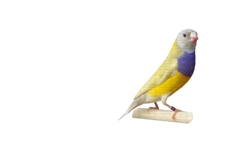 oiseau - darmowe png