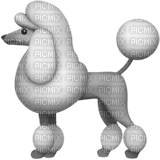 Poodle emoji - ücretsiz png