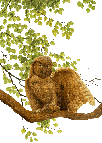 owl tree - Free animated GIF