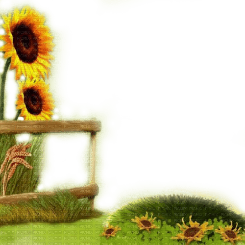 sunflower - 無料png