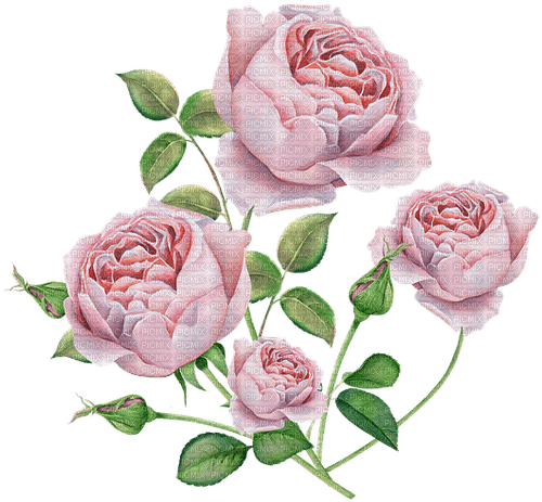 Roses - PNG gratuit