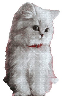 CAT - GIF animado gratis