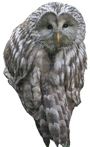 owl - png ฟรี