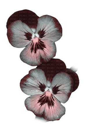 kikkapink pink teal flower - PNG gratuit