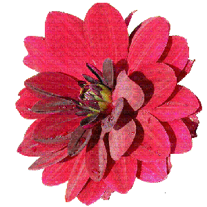 fleurs - 無料のアニメーション GIF