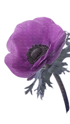 fleur anémone mauve - besplatni png