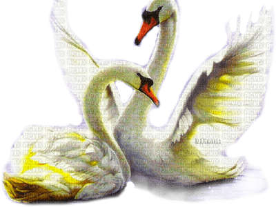 Y.A.M._Birds swans - ingyenes png