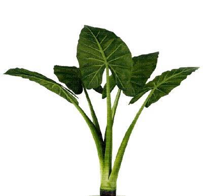 plants katrin - δωρεάν png