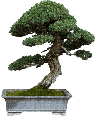 bonsai, sunshine3 - Free PNG