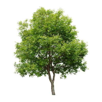 tree puu luonto nature sisustus decor - ücretsiz png