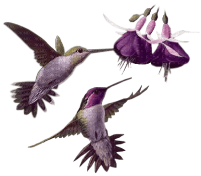 oiseaux violets - ingyenes png