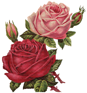rose - δωρεάν png