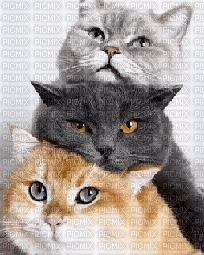 cats schlappi50 - Zdarma animovaný GIF