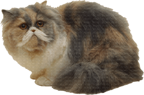cat by nataliplus - png gratuito