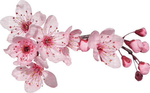 цветущая ветка - zdarma png