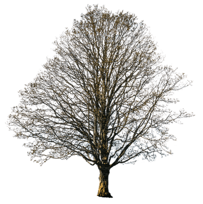 puu, tree, syksy, autumn - ingyenes png