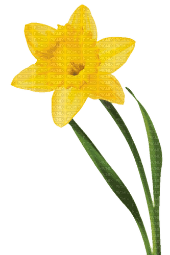 Daffodil.Yellow - zdarma png