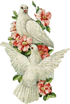 Tauben und Blumen - Gratis geanimeerde GIF