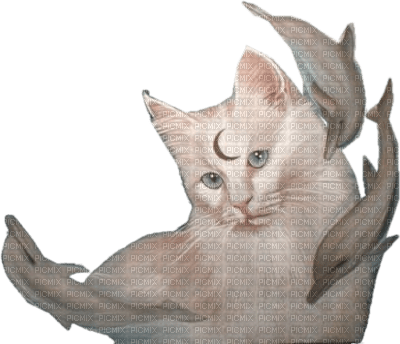 Tube chat-dauphin - darmowe png