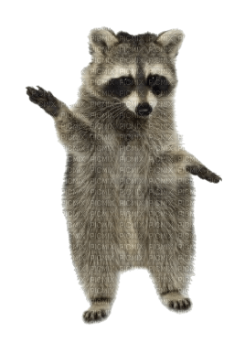 raccoon bp - gratis png