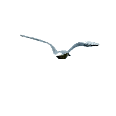 oiseau qui vole - Darmowy animowany GIF