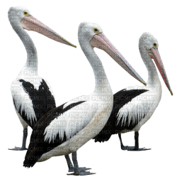 Kaz_Creations Birds Pelicans - png ฟรี