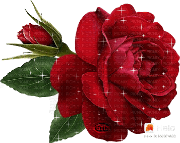 роза - Gratis animeret GIF