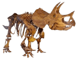 Triceratops - png ฟรี