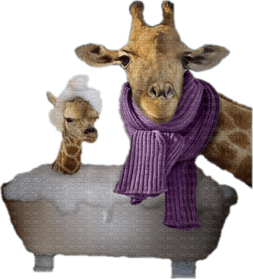 girafe - бесплатно png