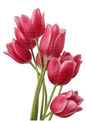 Flowers pink bp - gratis png