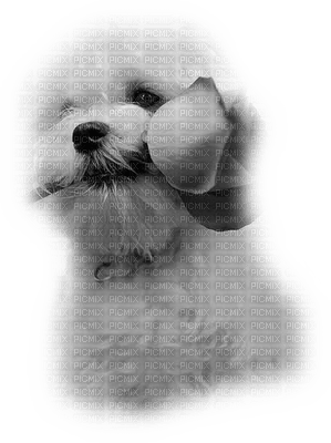 patymirabelle chien - бесплатно png