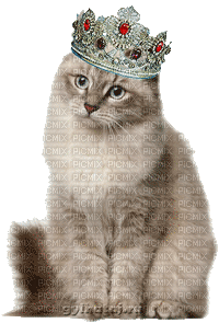 королевская кошка - GIF animasi gratis