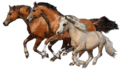 Horse - kostenlos png