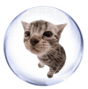 cat bubble - png grátis