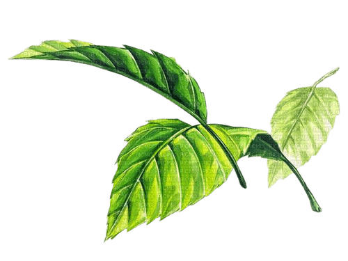 leaves - фрее пнг