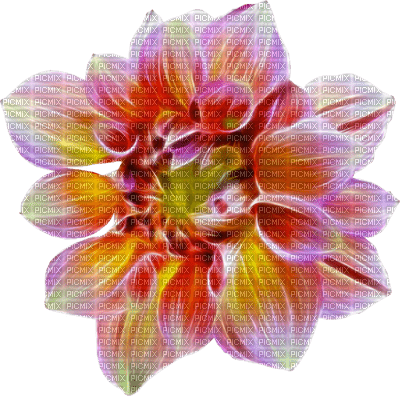Kwiat kolor - png grátis